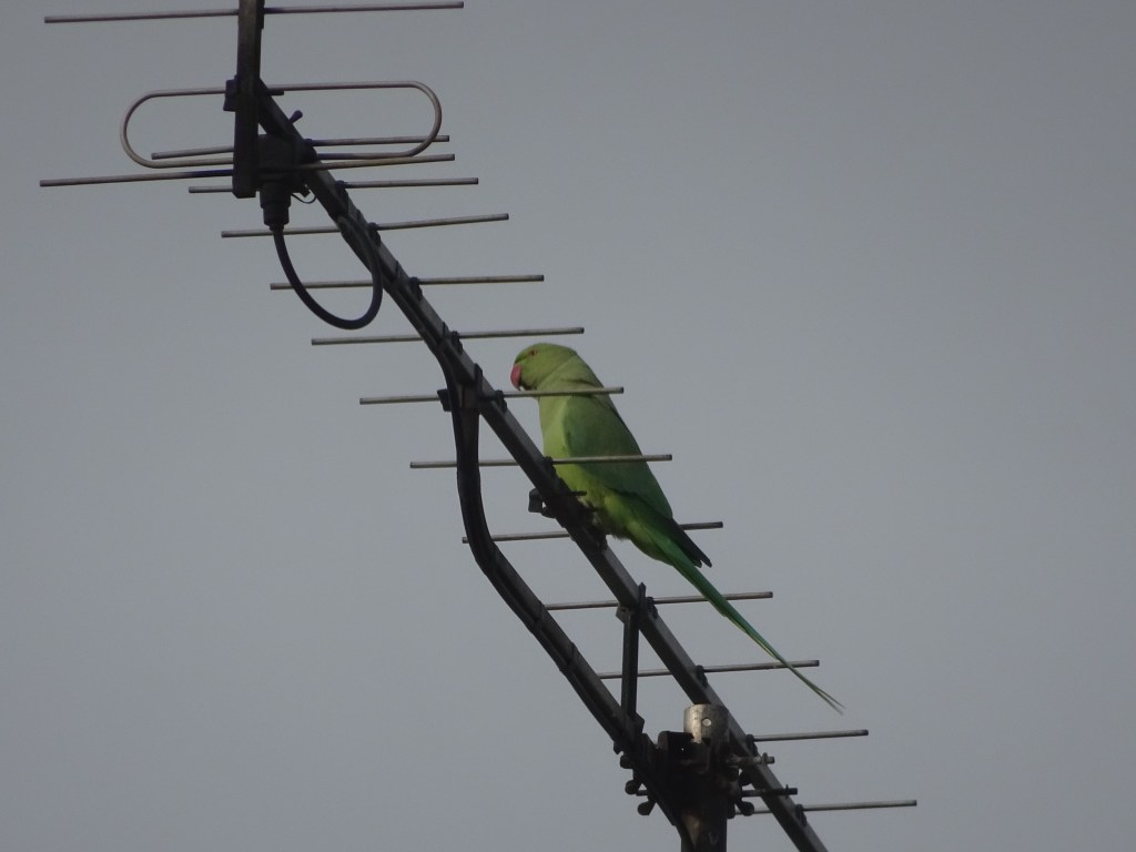 Dieses Bild hat ein leeres alt-Attribut; sein Dateiname ist dsc01682-papagei-terrasse-17.10.21.jpg.