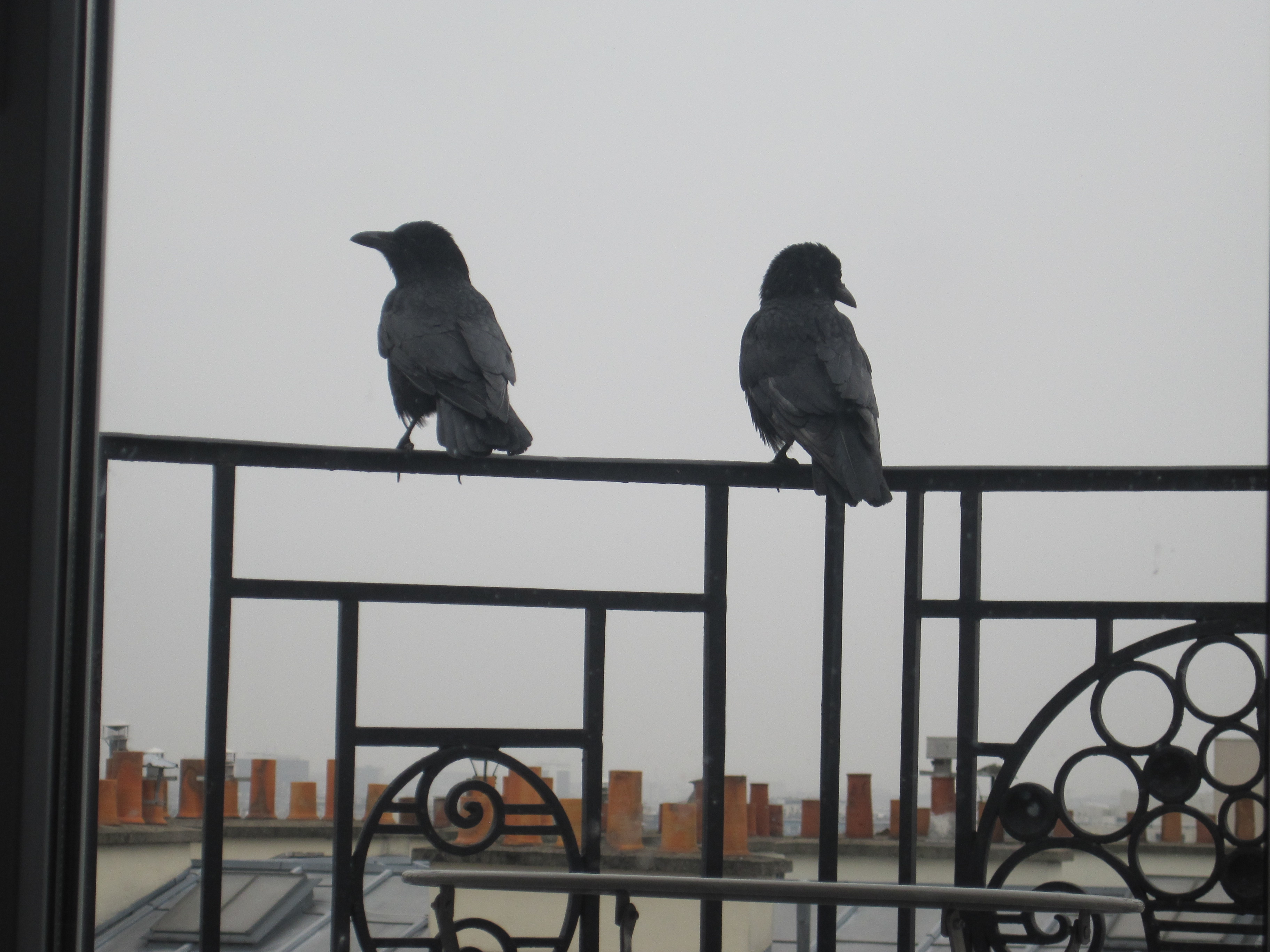 Krähenbesuch IMG_6167