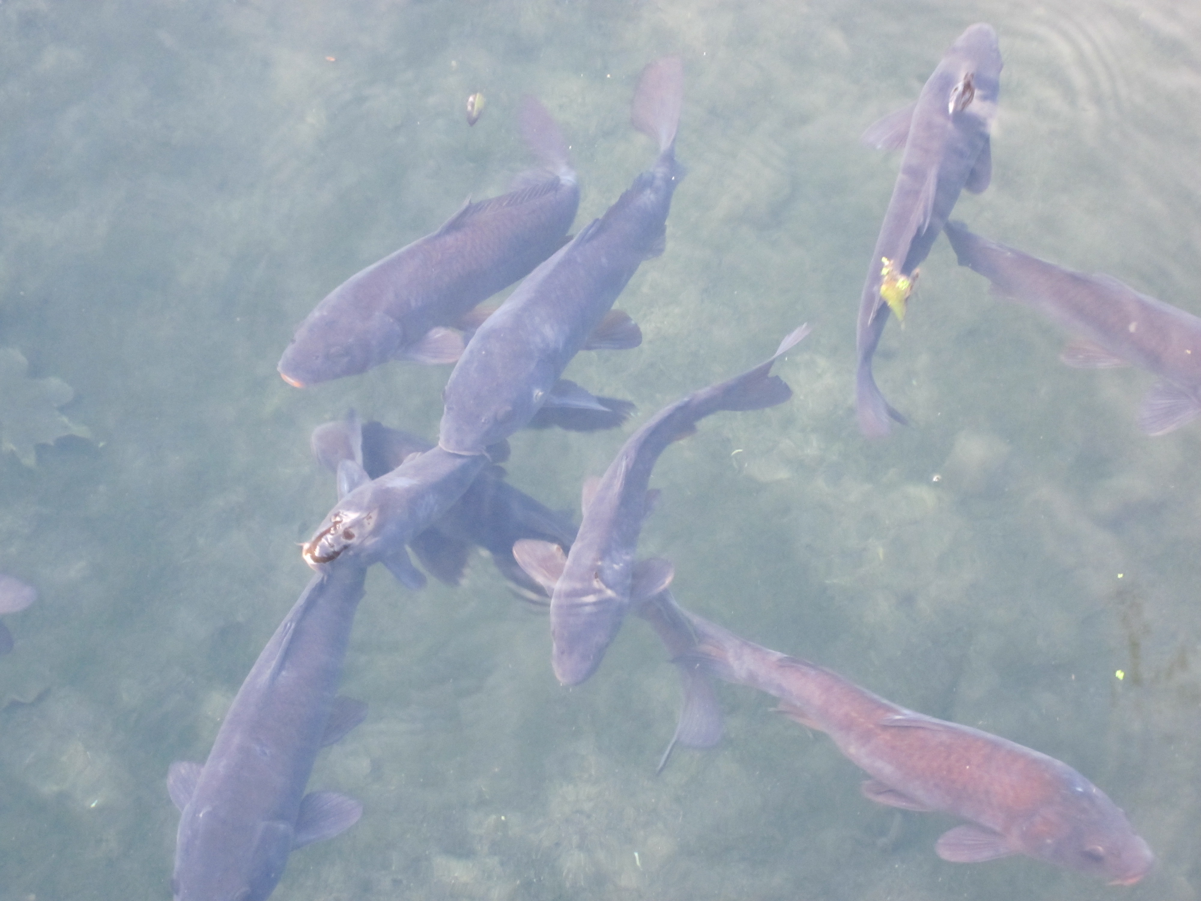 Chantilly Okt 2010 004