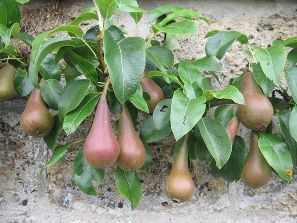 Potager du Roi 9.6.12 037