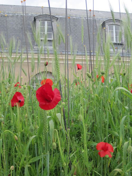 Potager du Roi 9.6.12 040
