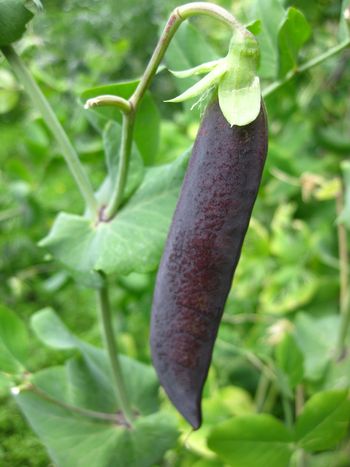 Potager du Roi Frauke 055