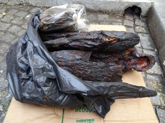 DSC00390 Goutte d'Or Mai 2018 (1)