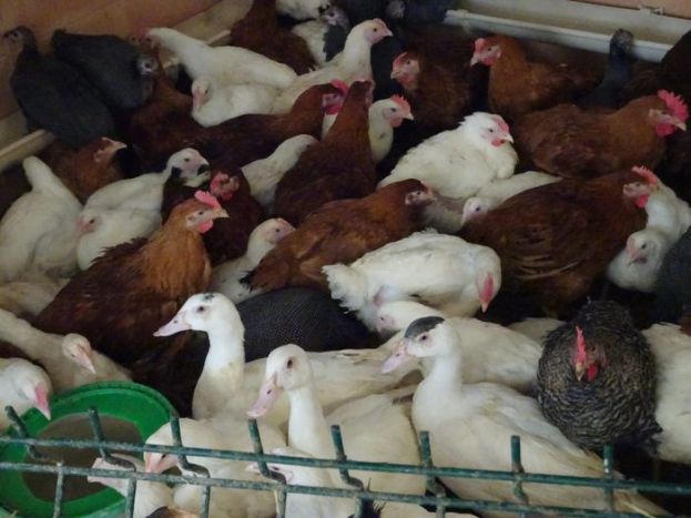 DSC00390 Goutte d'Or Mai 2018 (4)