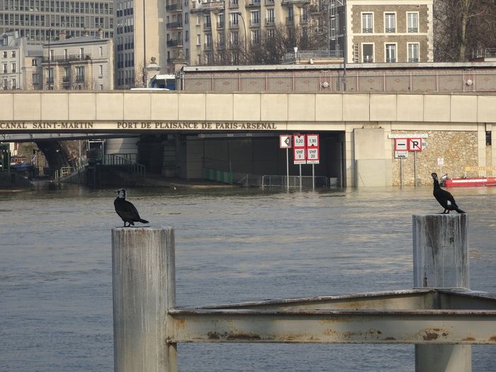 DSC02603 Hochwasser 22.2 (3)