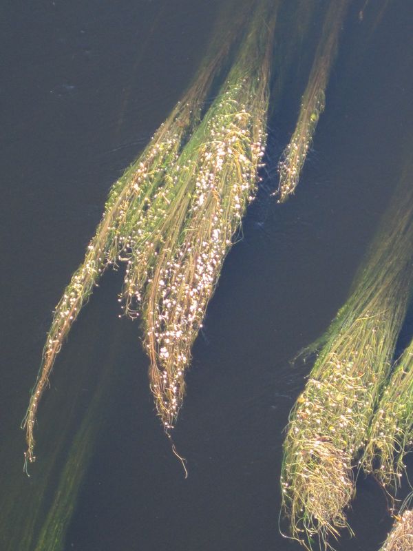 correze-argentat-033