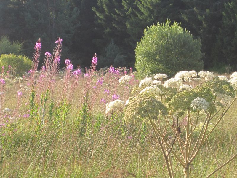correze-millevaches-meymac-vienne-quelle-moor-045