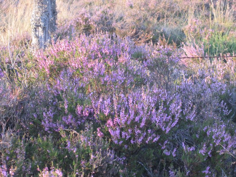 correze-millevaches-meymac-vienne-quelle-moor-058