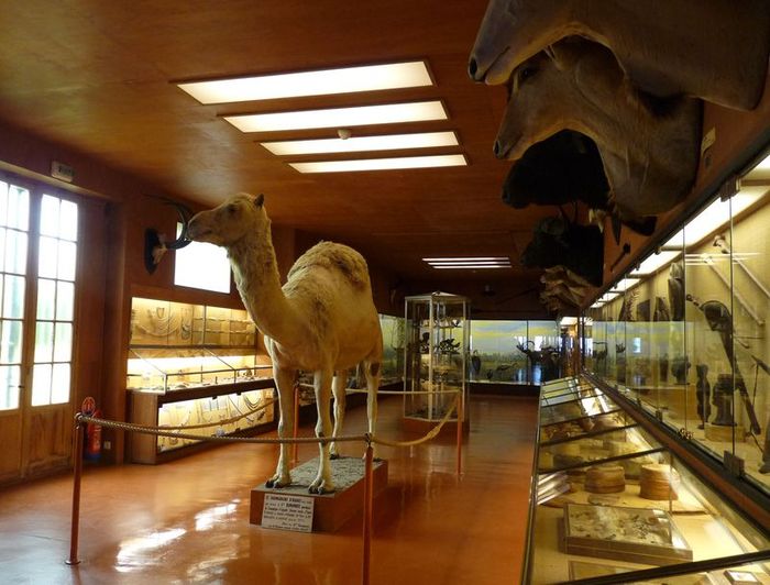 dromadaire-bonaparte2