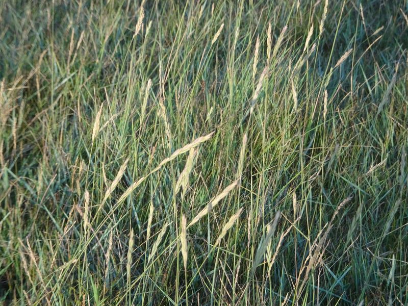 DSC08854 Mont Saint Michel (15)