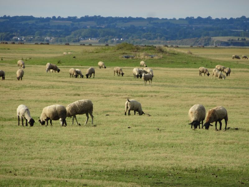 DSC08854 Mont Saint Michel (3)