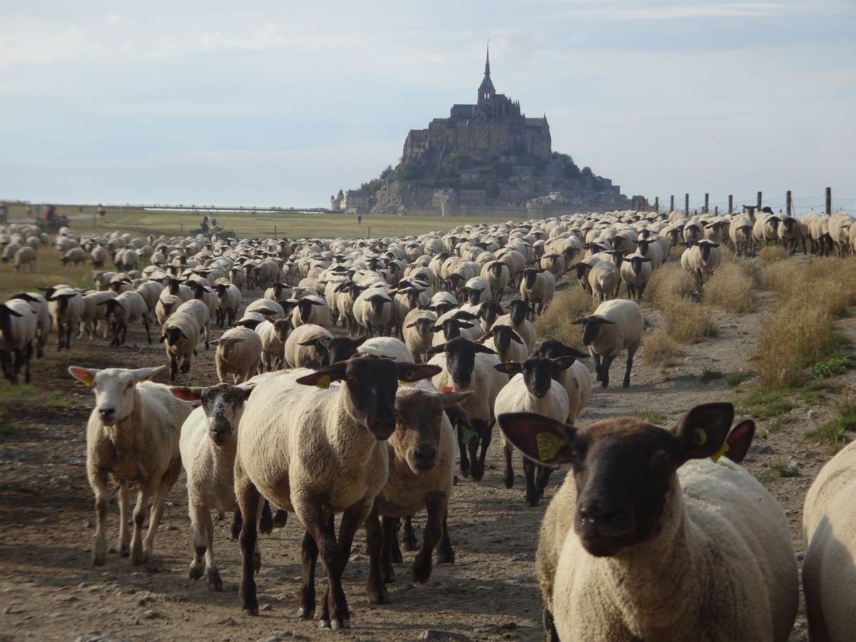 DSC08854 Mont Saint Michel (7)