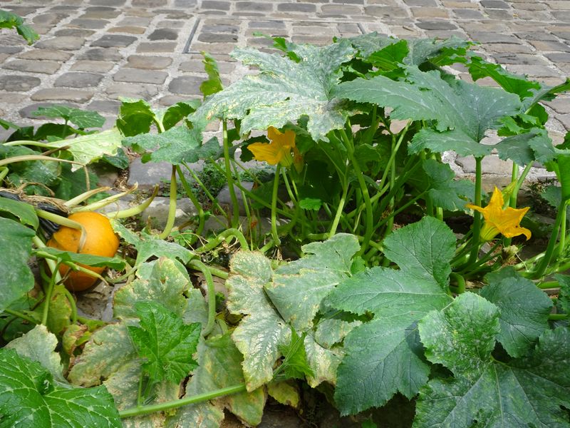 DSC01303 Fbg Saint Antoine (5)