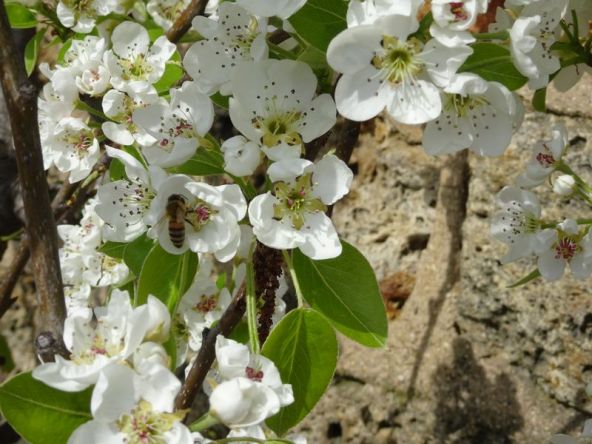 DSC03130 Berges de Seine April 2018 (6)