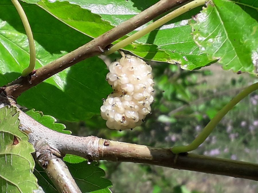 Dieses Bild hat ein leeres alt-Attribut; sein Dateiname ist 20230610_115322-2.jpg