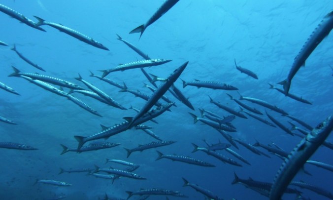 barracudas_0