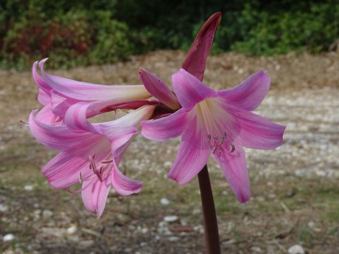 DSC00892 Giens Porquerolles Sept 2017 (5)