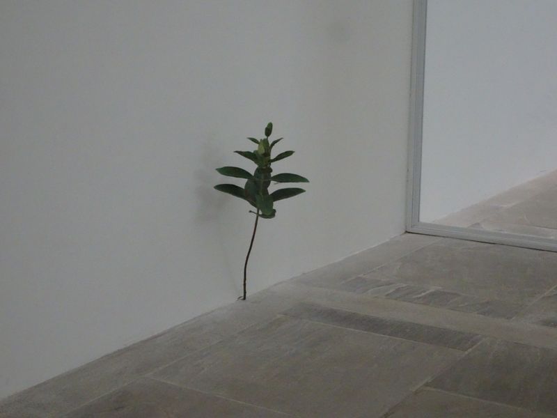 DSC01937 Fondation Carmignac (30)