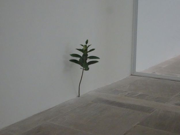 DSC01937 Fondation Carmignac (30)