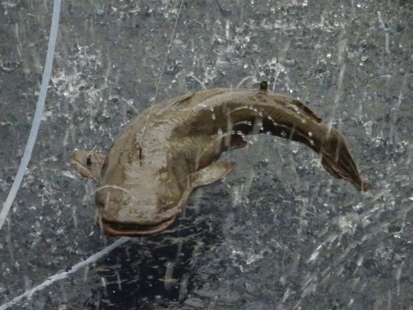 DSC01937 Fondation Carmignac (54)