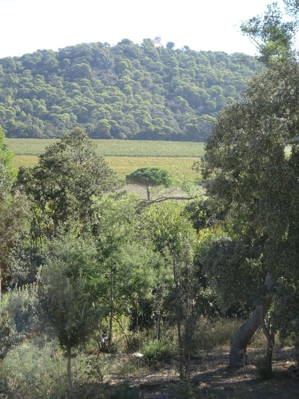 DSC01937 Fondation Carmignac (68)