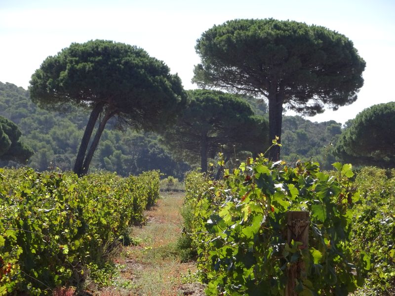 DSC02021 Porquerolles Giens 2018 (2)