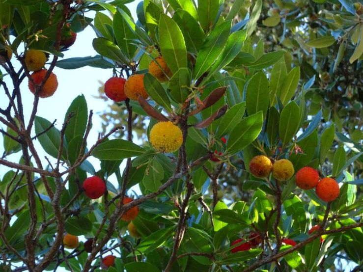 DSC02103 Fondation Carmignac (30)