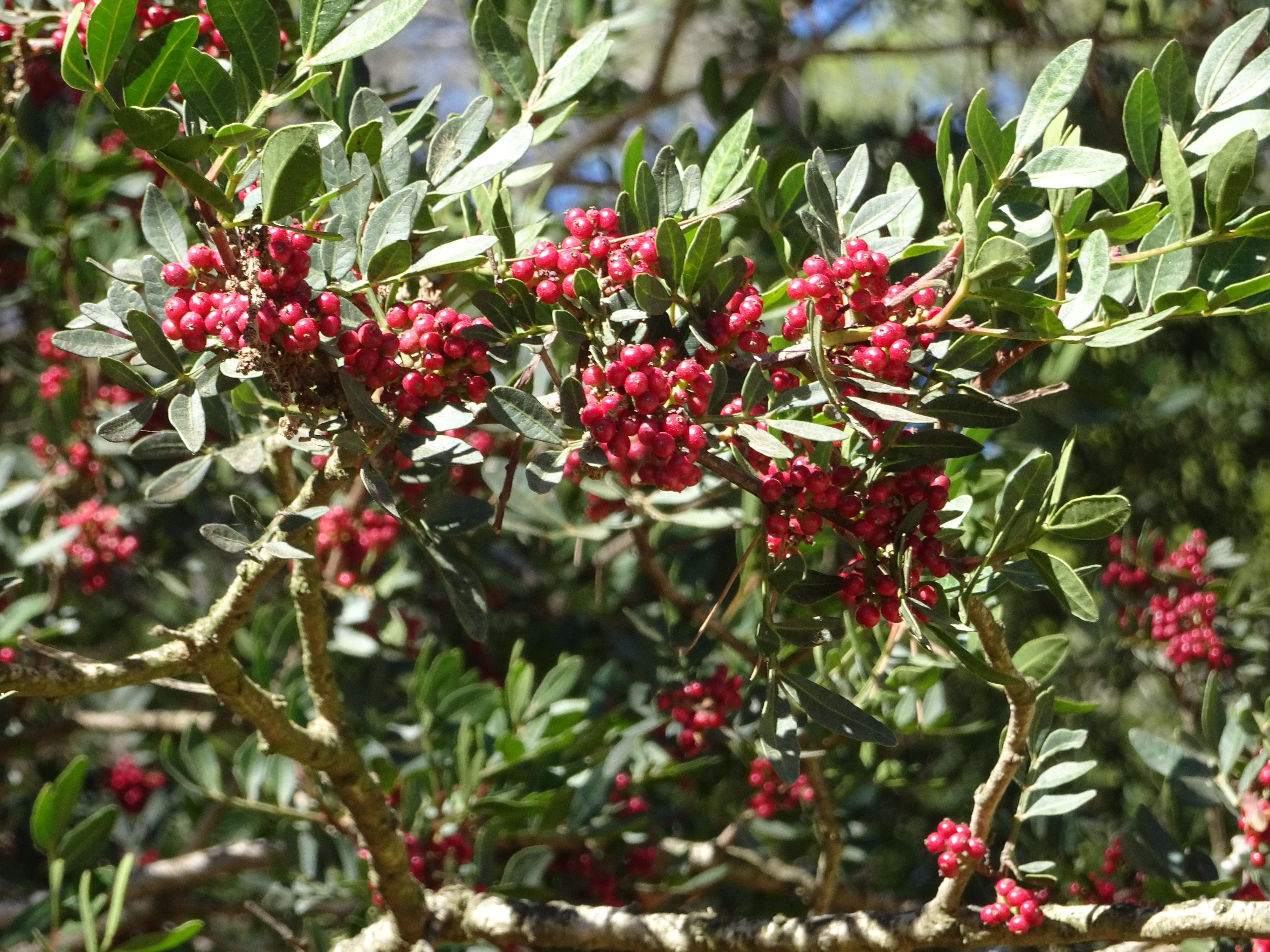 DSC02106 3.10. Porquerolles (4)