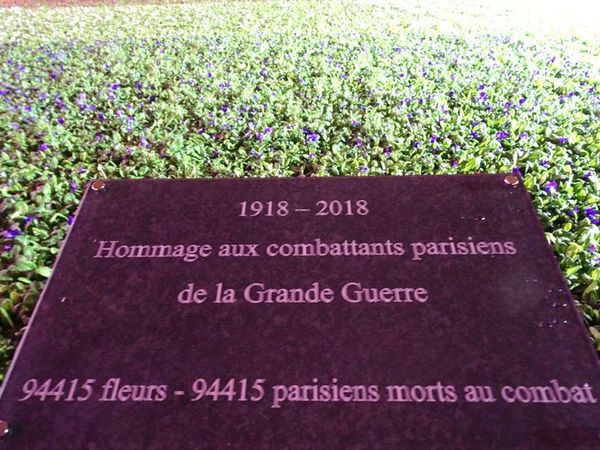 DSC02895 Hôtel de Ville Blumenteppich (3)