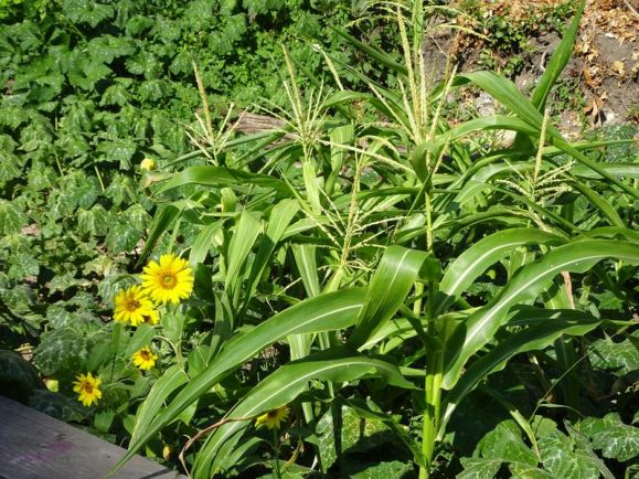 DSC01429 petite ceinture Ménilmontant (5)