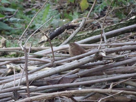 DSC03280 PC Menilmontant Jan 2018 (9)