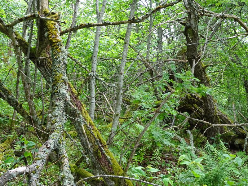 DSC04745 Hartmannsweilerkopf (94)