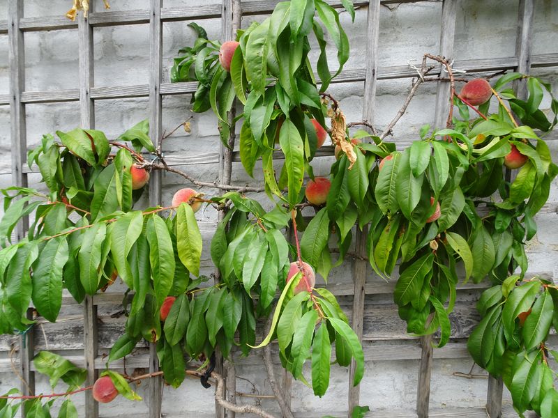 DSC05367 Lepersche Mauern Königl. Weinberg (17)