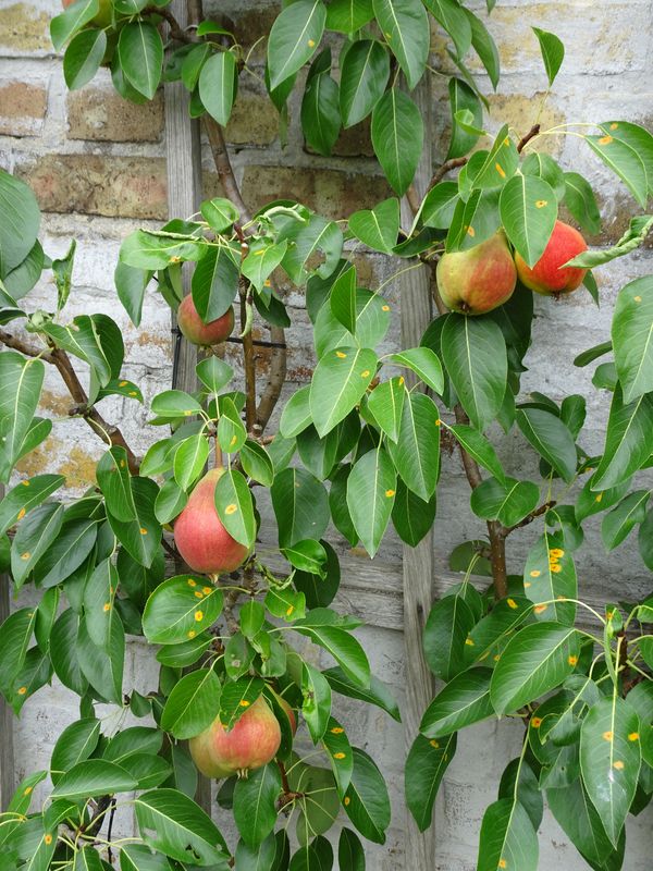 DSC05367 Lepersche Mauern Königl. Weinberg (20)