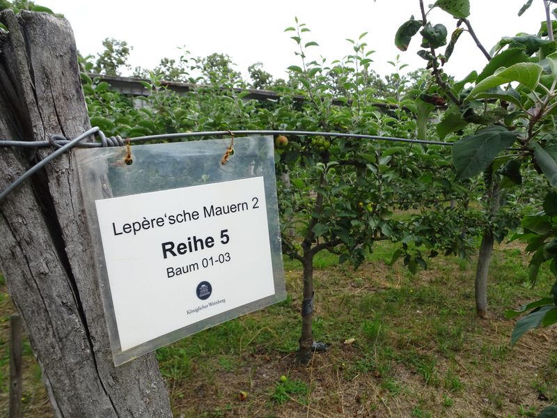 DSC05367 Lepersche Mauern Königl. Weinberg (21)