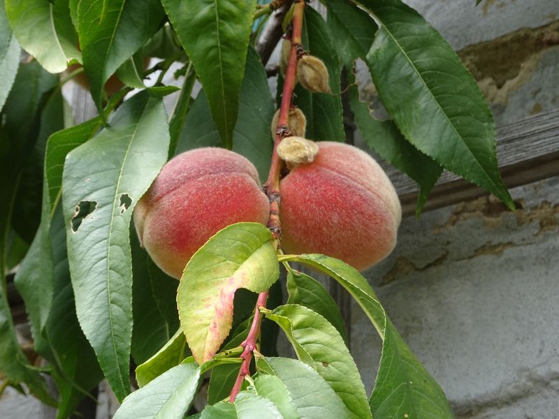 DSC05367 Lepersche Mauern Königl. Weinberg (18)