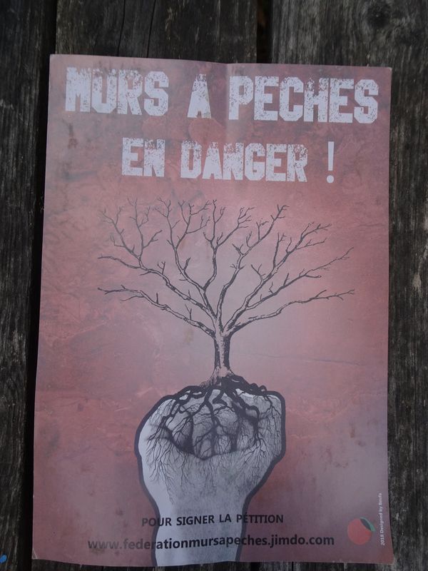 DSC05569 Montreuil (47)