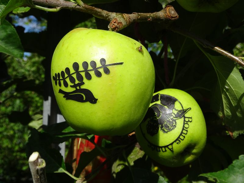 DSC05569 Montreuil (57)