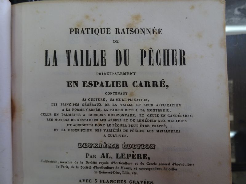 DSC05569 Montreuil (83)