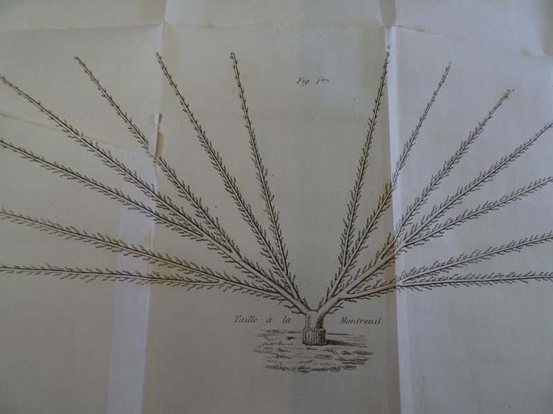 DSC05569 Montreuil (87)