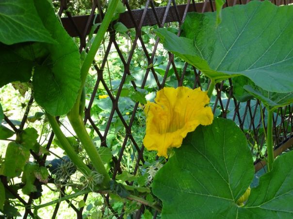 DSC05664 Petite Ceinture 12. Arrondissement (8)