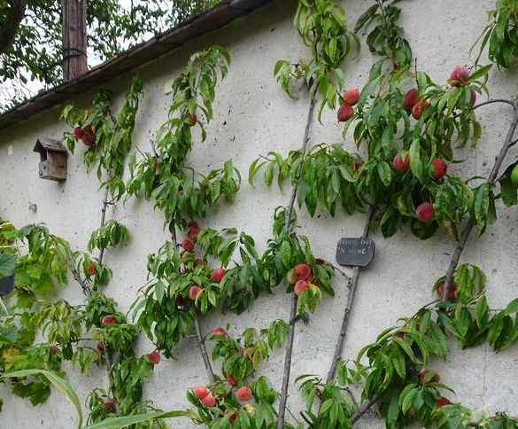DSC06008 Montreuil Jardin Fontaine (4)