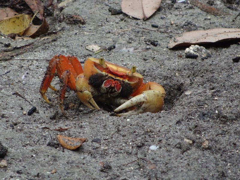 DSC07421 Martinique (14)
