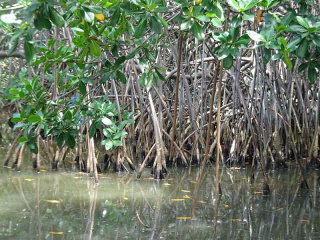 DSC07421 Martinique (29)