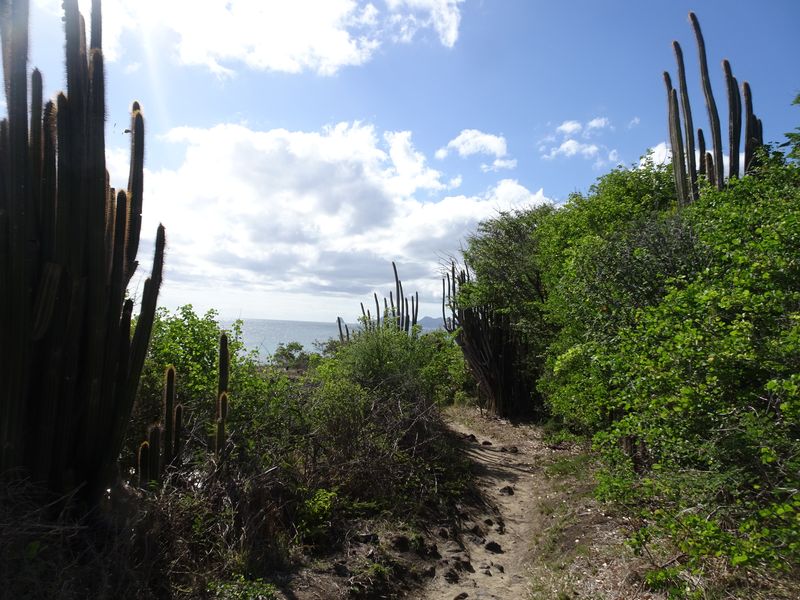 DSC07421 Martinique (39)