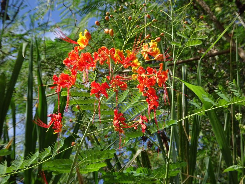 DSC07525 Martinique (5)