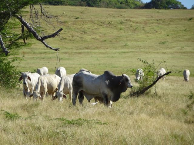 DSC07525 Martinique (9)