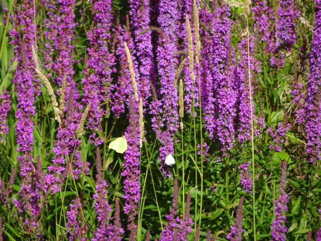 DSC08057 Parc Rousseau (42)