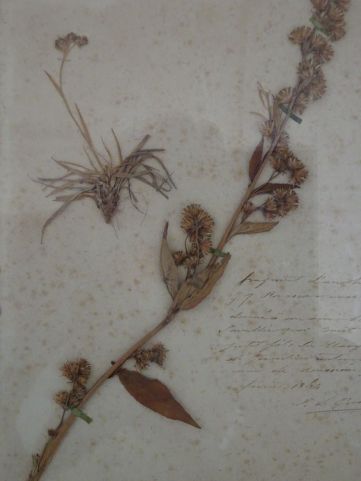 DSC08674 Chaalis (78)